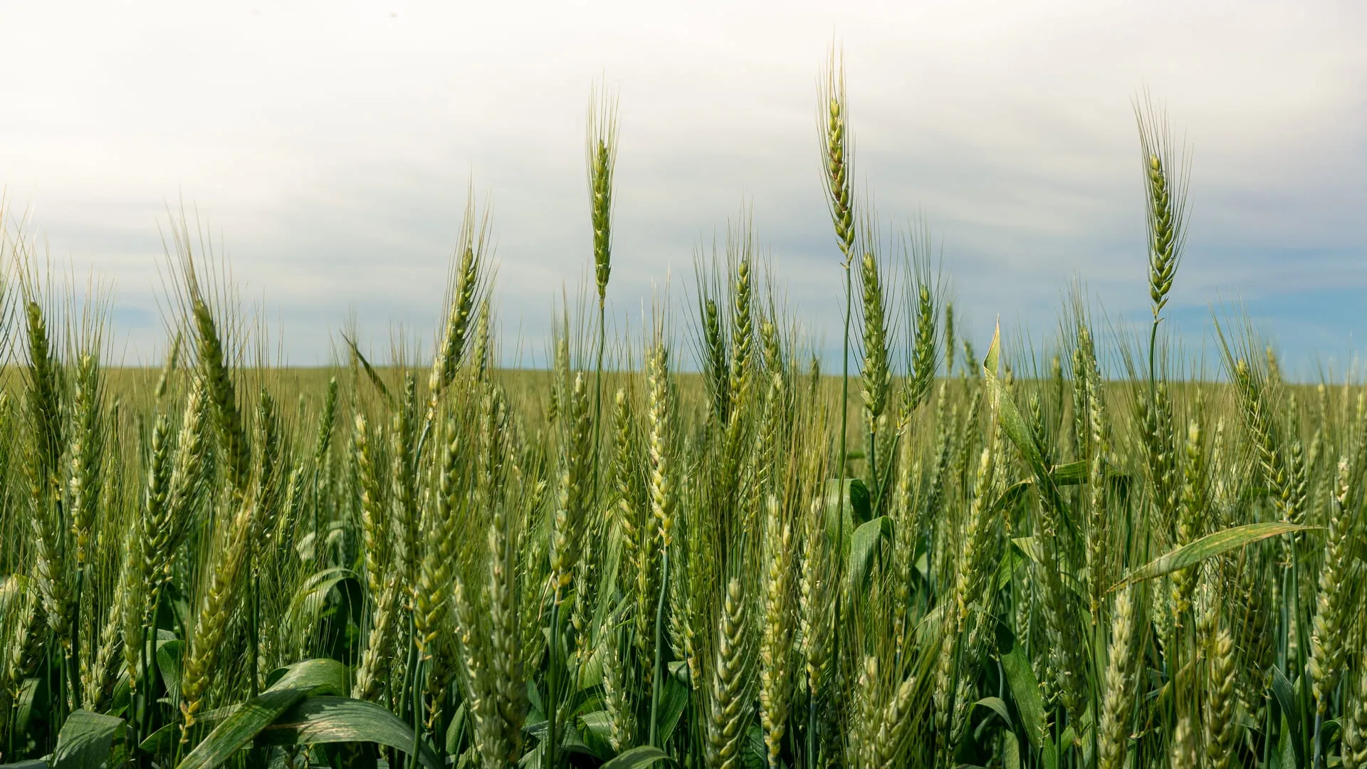 Ayudas asociadas a la producción